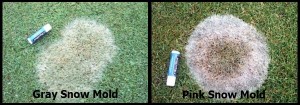 Gray and Pink Snow Mold
