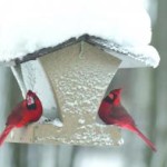 cardinals eating on a snowy bird feeder