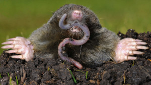 mole with earthworm