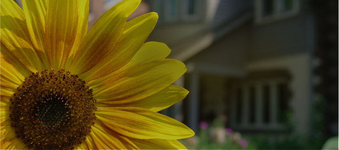 large colorful yellow sunflower