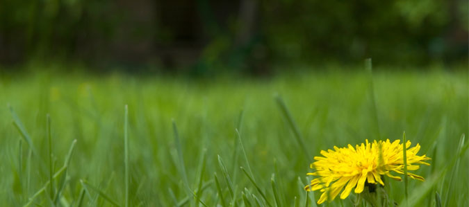 close up of dandelion in green grass