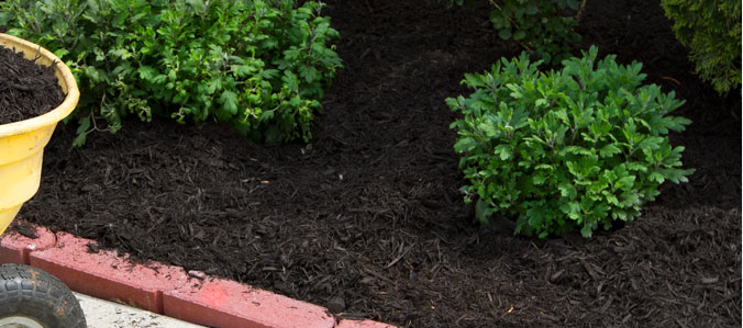 mulched and pruned bushes in landscaped flowerbed indiana