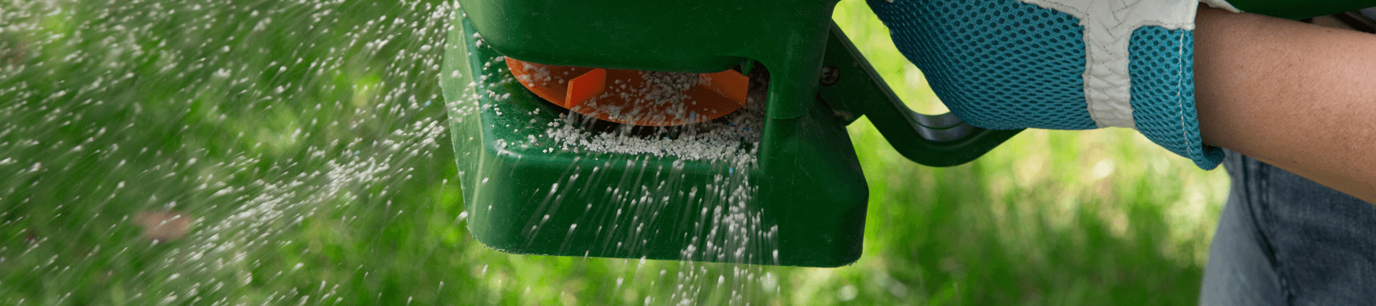 spreading tiny grass seeds from green spreader