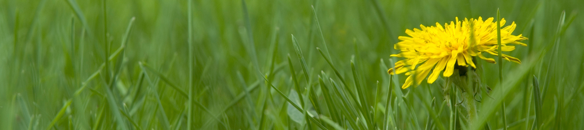 bright yellow dandelion in green grass