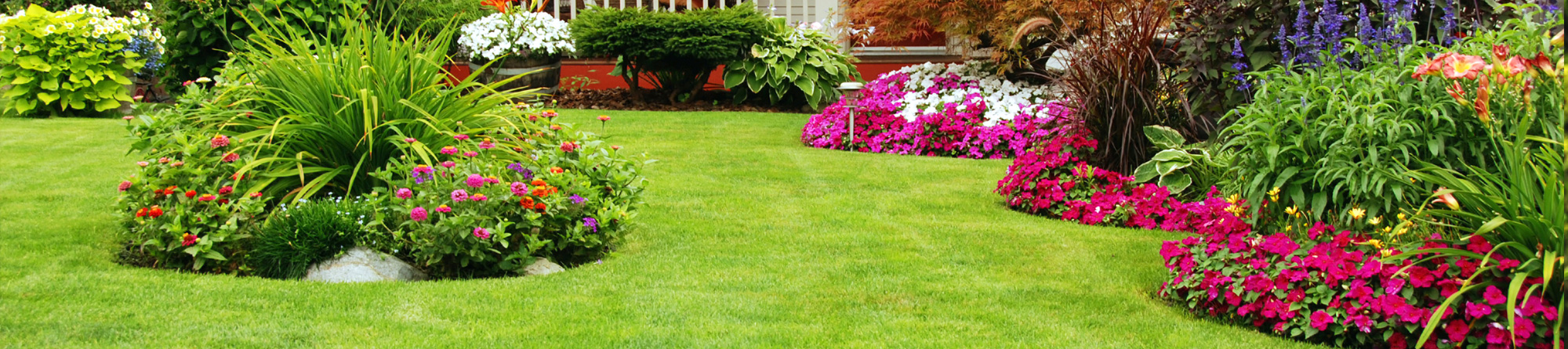 colorful pink and white petunias in green grass backyard