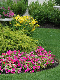 yellow daffodils and pink petunias