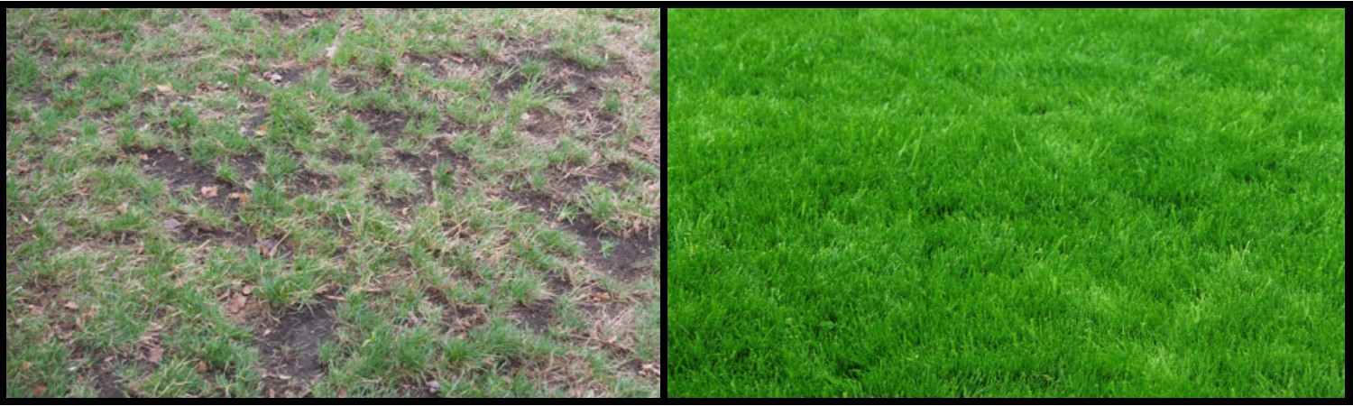 Patchy lawn vs. healthy lawn