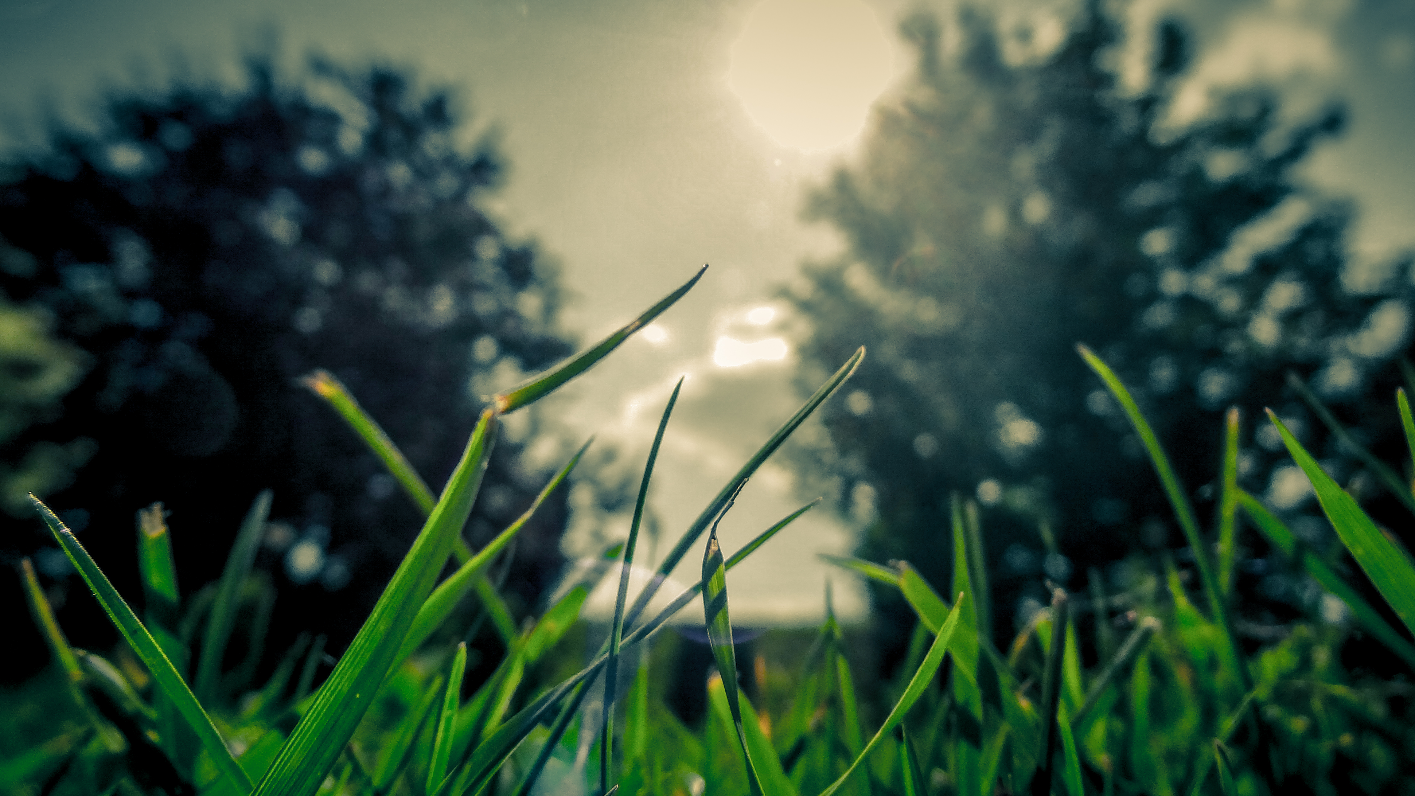 Nature landscape with a focus on blades of grass