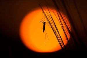 mosquito at sunset