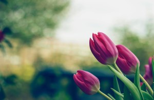 pink tulips and green trees