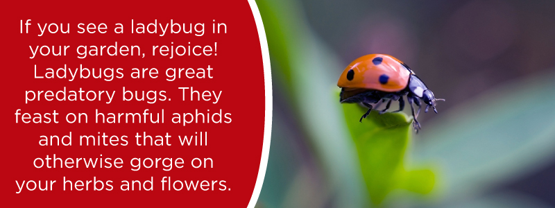 close up of ladybug on a leaf