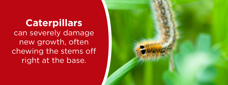 close up of catepillar on green leaf and branch