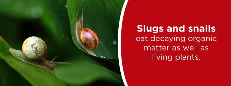 slug and snail on leaves with water drops