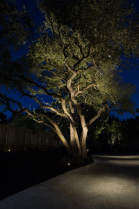 lighting-darktree