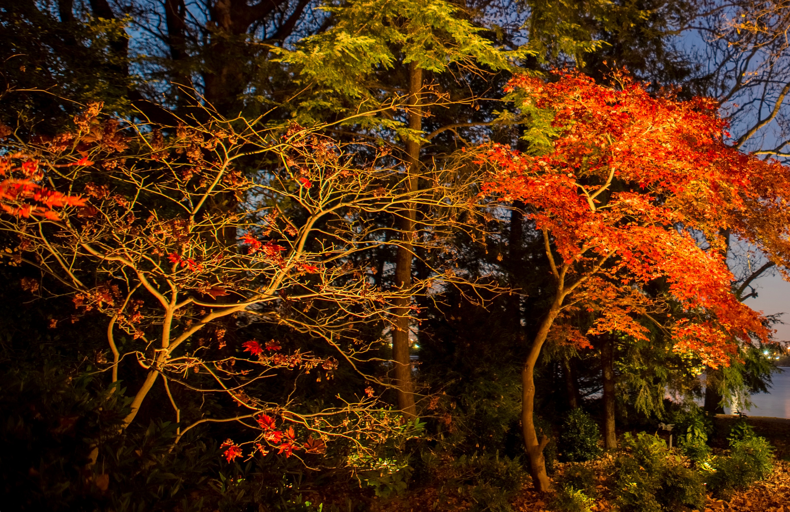 underlit trees landscape lighting