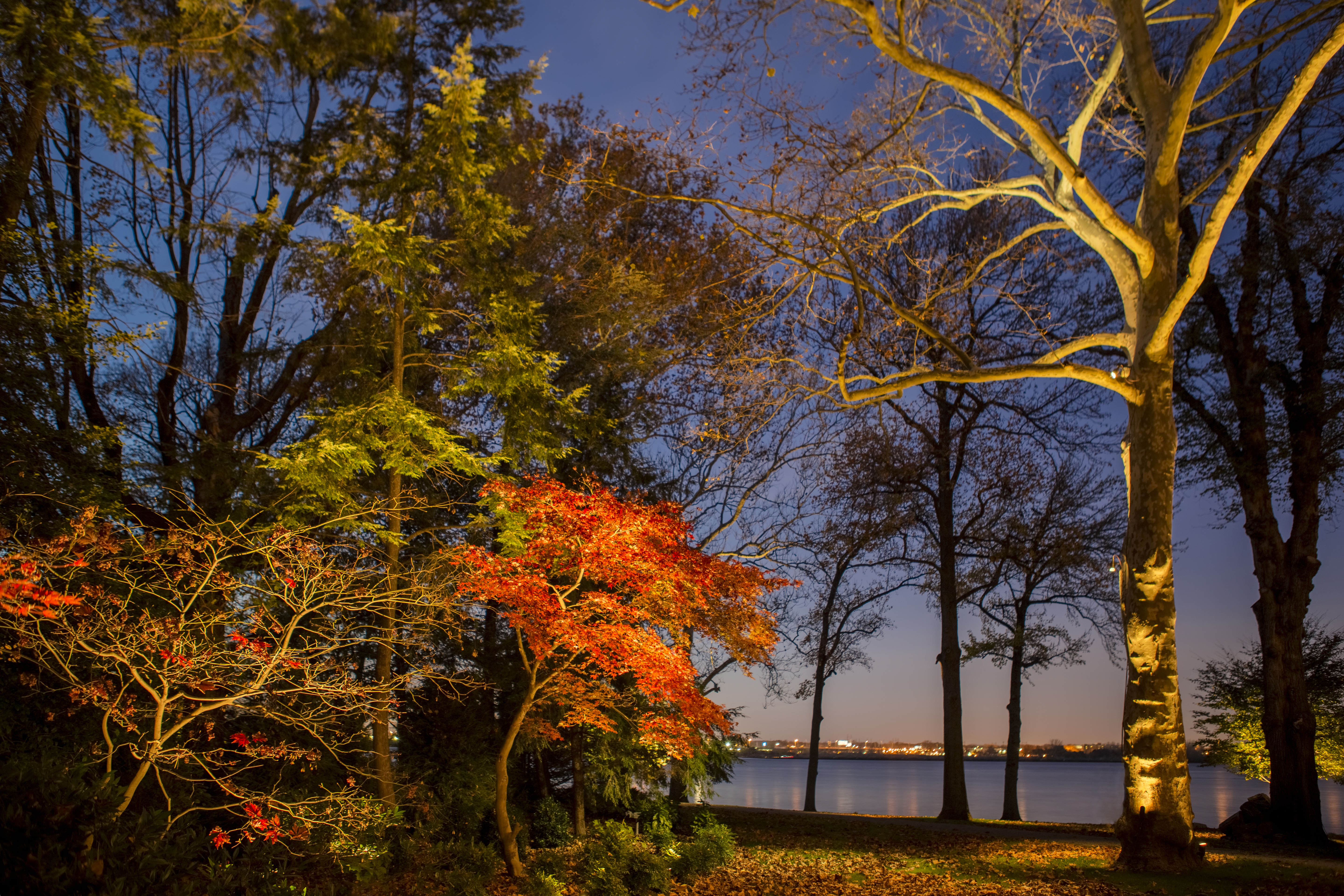 Landscape lighting on trees at dusk