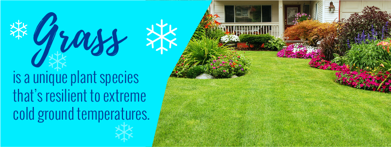 pretty lawn with pink petunias and ferns