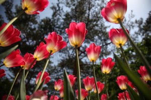 spring landscaping