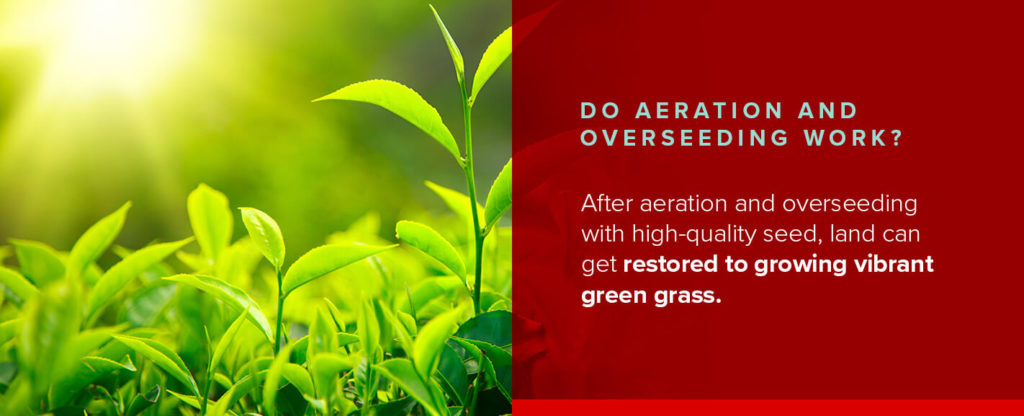 Do Aeration and Overseeding Work?