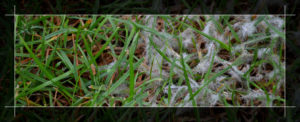 What Is Snow Mold — And How Can You Remove It?